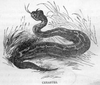 Snake Black And White Image